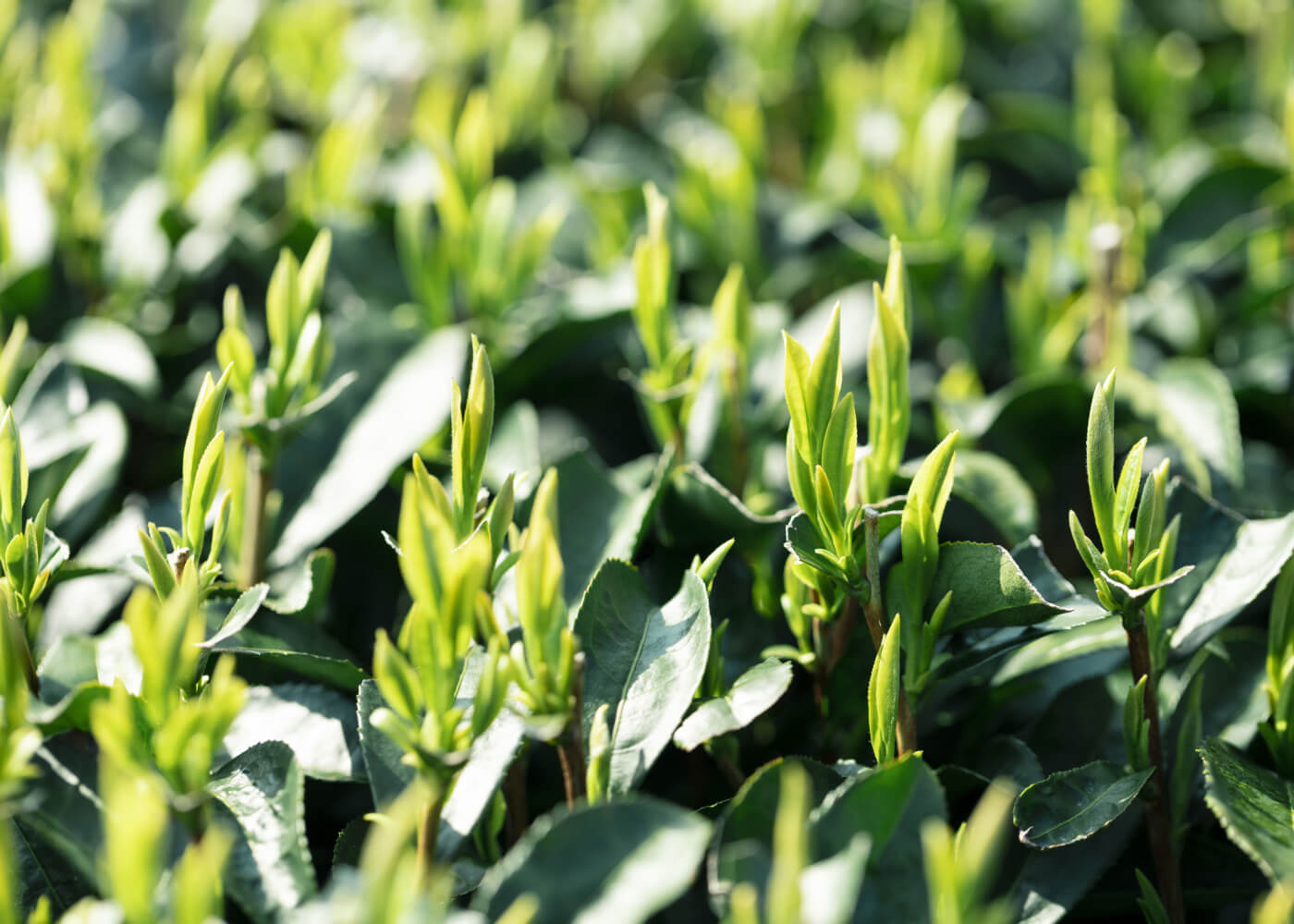 生い茂るお茶の葉っぱ