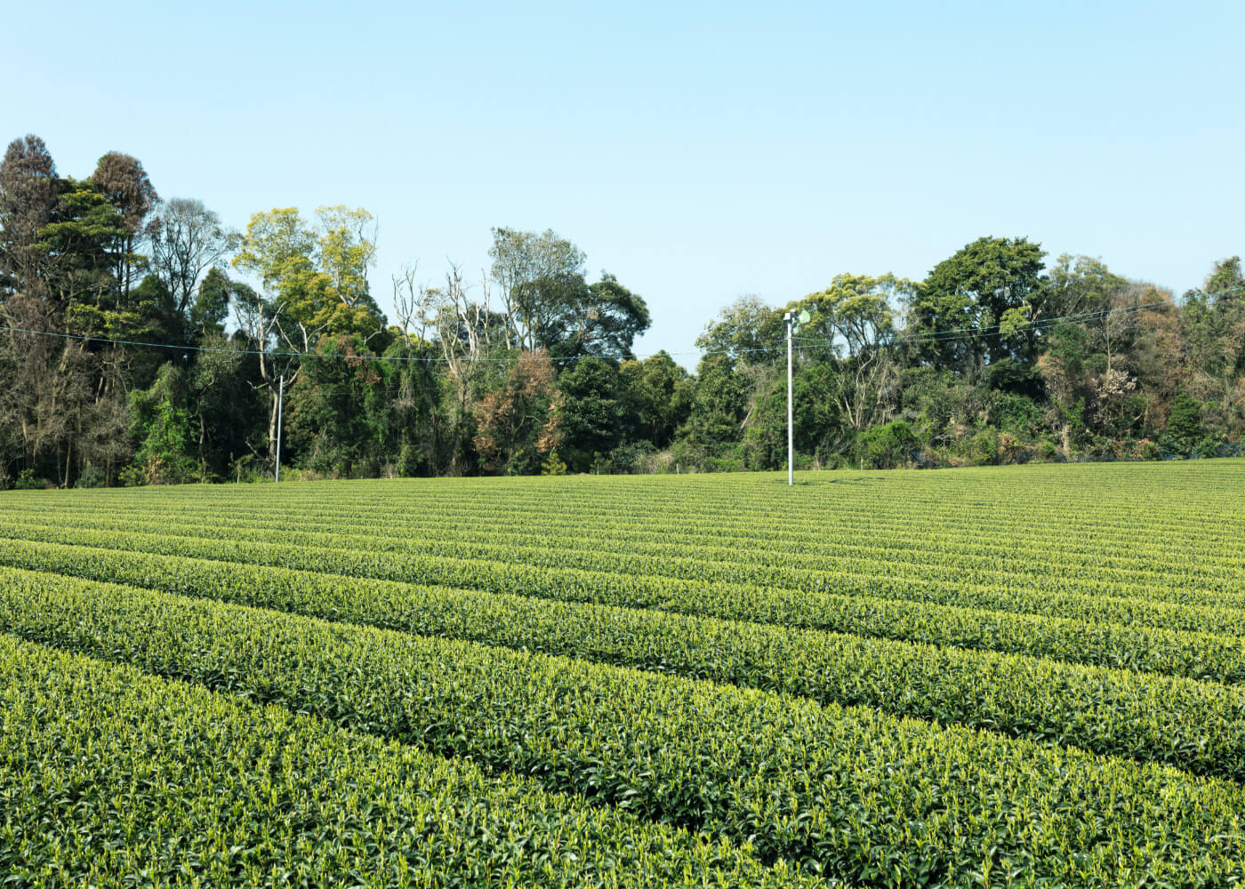 茶畑